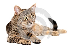 Tabby cat lying on white photo