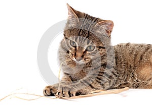 Tabby cat lying on white