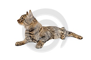 Tabby Cat Lying on White Looking Side