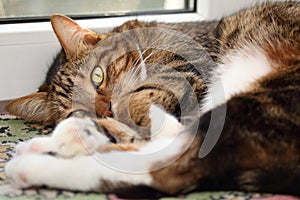 Tabby cat lying on the windowsill at morning