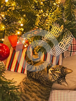 Tabby cat lying on wrapped gift boxes under Christmas tree