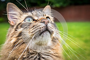 Tabby Cat Maine Coon Outdoors Watching Birds