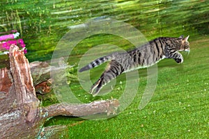 Tabby cat makes a big leap in the garden