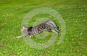 Tabby cat makes a big leap in the garden