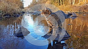 Tabby Cat at Malse River, Czechia