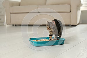 Tabby cat near litter box