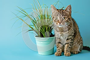 Tabby cat next to potted grass \'Cyperus Zumula\' used for cats to help them throw up hair balls