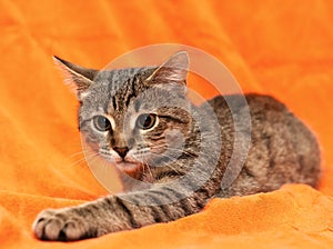 Tabby cat on orange background