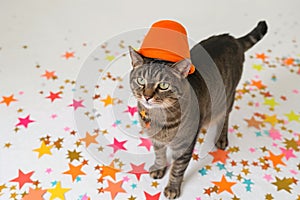 tabby cat with an orange hat amidst a scattering of paper stars