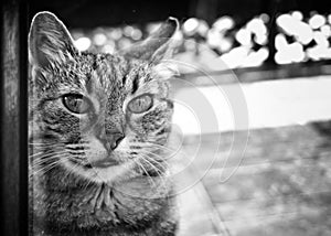 A tabby cat on the other side of the door