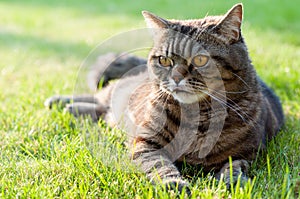 Tabby cat outdoors