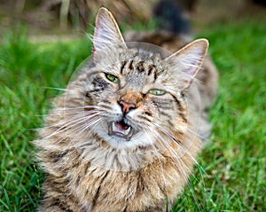 Tabby Cat Outdoors Portrait