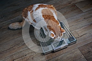 Tabby cat with overweight looking worried on a scale.