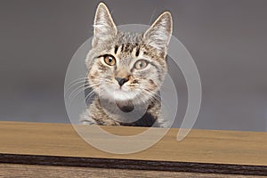 Tabby cat peeking and looking down