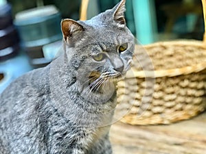 A tabby cat with a pensive head tilt