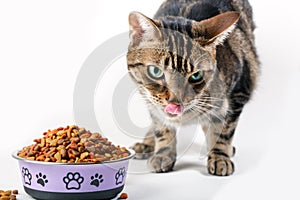 Tabby cat pet with green eyes eating dry food granules from bowl isolated on white background