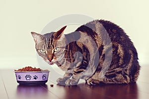 Tabby cat pet with green yellow eyes sitting on floor eating dry food