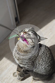 Tabby cat playing with his toy