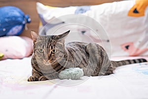Tabby cat playing on human bed