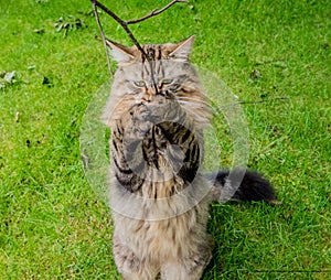 Tabby cat playing outdoors