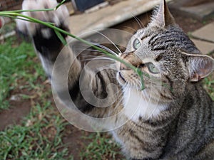 Tabby cat.playing with stick