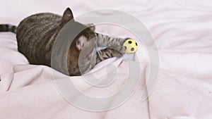 Tabby cat playing with a toy on the couch