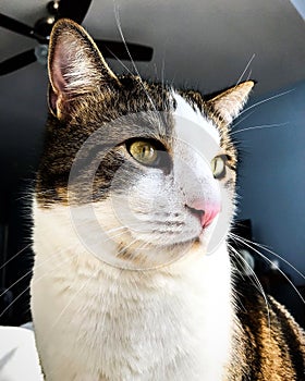 Tabby Cat Portrait