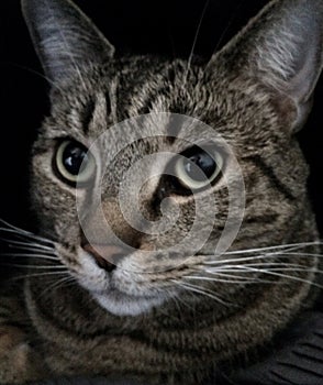 Tabby cat portrait.