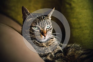 Tabby cat portrait