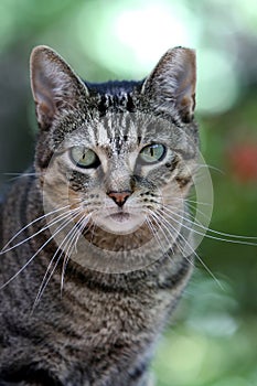 Tabby Cat Portrait