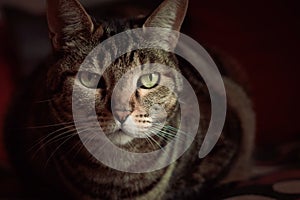 Tabby cat portrait. Beautiful green eyes