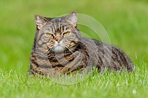 Mourek kočka portrét na tráva 
