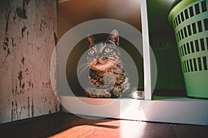 Tabby cat portrait at home