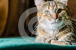 Tabby Cat Portret