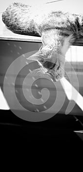 Tabby cat profile in black and white