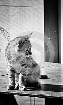 Tabby cat profile in black and white