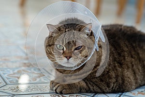 Tabby cat in a protective veterinary collar after ophthalmic surgery.