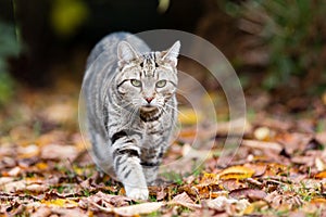 Tabby cat on the prowl