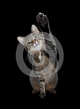 Tabby cat raising paw up in the air isolated on black background