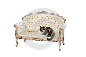Tabby cat on regency chaise