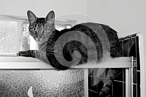 Tabby cat relaxes on shower`s sliding door.