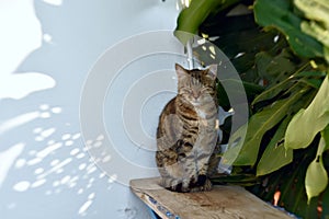 Tabby cat relaxing in the shadows of a plant on a hot day