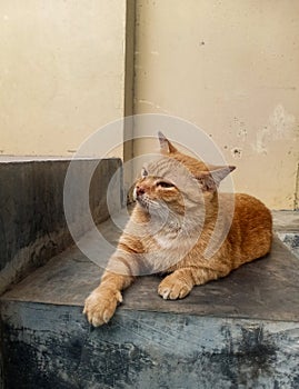 Tabby Cat Relaxing on the Stairs photo