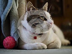 Tabby Cat Resting at Home