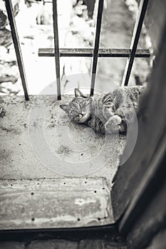 Tabby cat resting lying on a balcony