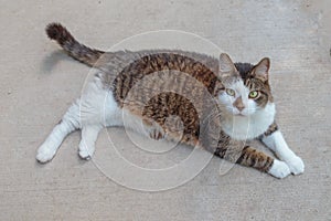 Tabby Cat Resting on Patio