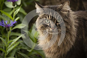 Tabby cat on rock in flower garden springtime