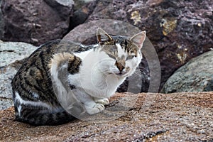 Tabby cat on rock