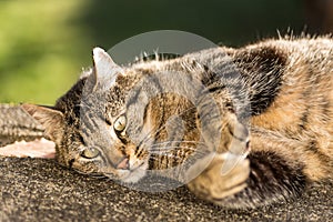 Tabby cat rolling on the ground