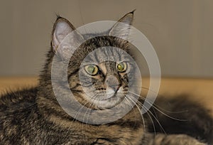 Tabby cat in room with green eyes